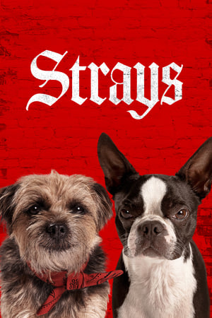 Strays (2023) Hindi Dual Audio – HD Poster Download - filmyfly
